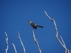Mimus gundlachii