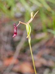 Drakaea thynniphila