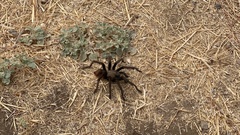 Aphonopelma steindachneri