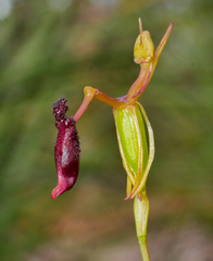 Drakaea thynniphila