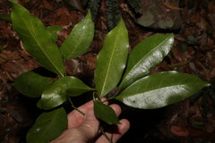 Endiandra compressa