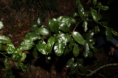 Endiandra compressa