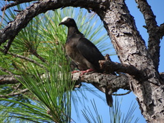 Patagioenas leucocephala