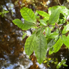 Coprosma tenuifolia