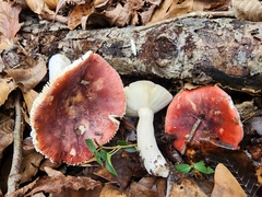 Russula atropurpurea