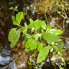 Coprosma tenuifolia