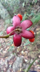 Euonymus carnosus