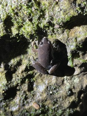 Hypopachus variolosus