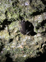 Hypopachus variolosus