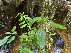 Coprosma tenuifolia