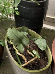 Philodendron hastatum