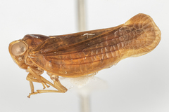 Colpoptera maculifrons