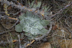 Dudleya pulverulenta