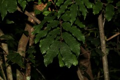 Cupaniopsis newmanii