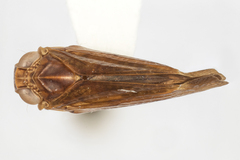 Colpoptera maculifrons