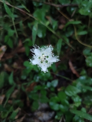 Parnassia foliosa
