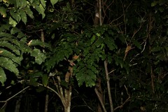 Cupaniopsis newmanii