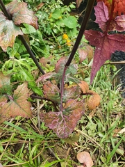 Phytomyza syngenesiae