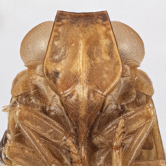 Colpoptera maculifrons