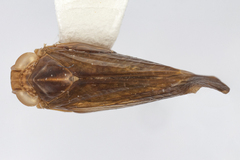 Colpoptera maculifrons