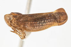 Colpoptera maculifrons