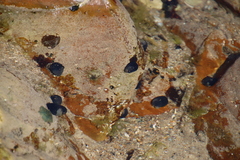 Nerita atramentosa