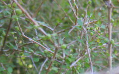 Coprosma propinqua propinqua