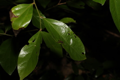 Cryptocarya triplinervis pubens