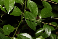 Cryptocarya triplinervis pubens