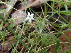Lobelia pedunculata