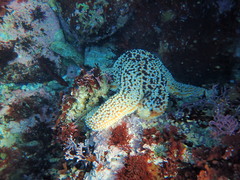 Pisaster giganteus
