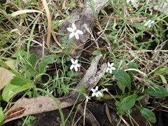 Lobelia pedunculata