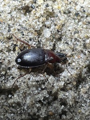 Calathus ruficollis