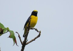 Euphonia affinis