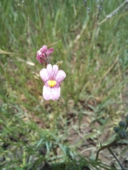 Nemesia fruticans
