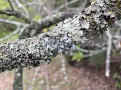 Punctelia jeckeri