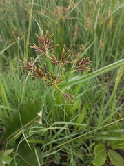 Cyperus longus
