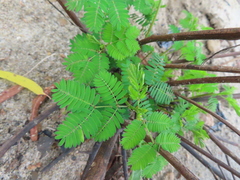 Mimoseae