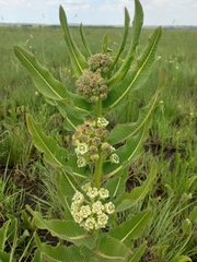 Xysmalobium undulatum