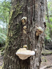 Laetiporus portentosus