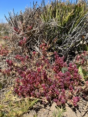 Threlkeldia diffusa