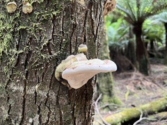 Laetiporus portentosus
