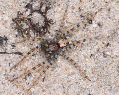 Arctosa perita