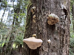 Laetiporus portentosus