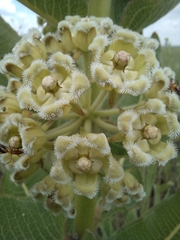 Xysmalobium undulatum