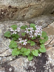 Pelargonium littorale