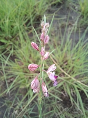 Polygala hottentotta