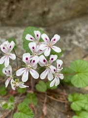 Pelargonium littorale