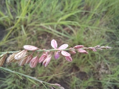 Polygala hottentotta