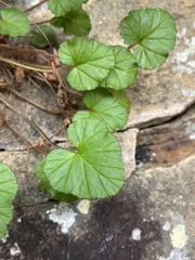 Pelargonium littorale